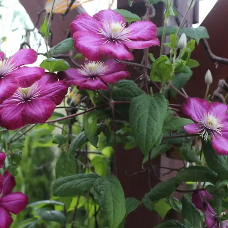 In Near Forest Herrischried